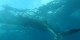 Philippines - 2012-01-16 - 125 - Whale Shark Beach